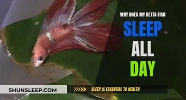 Betta Fish Sleeping: Why All Day Long?