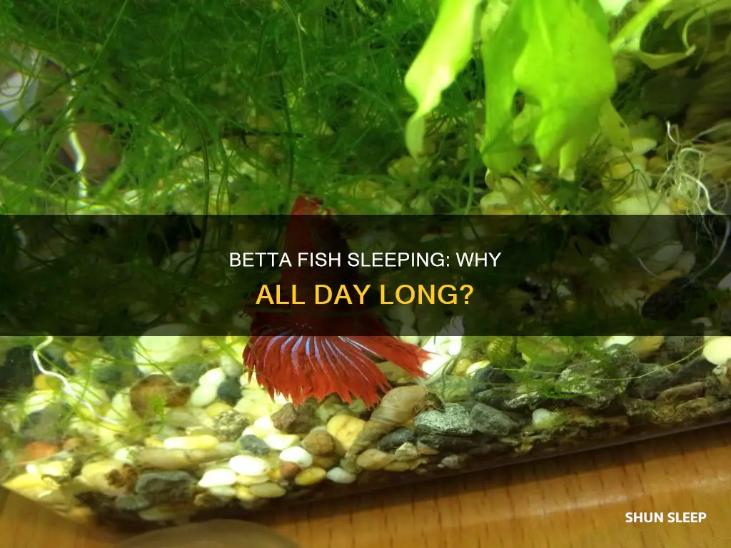 why does my betta fish sleep all day