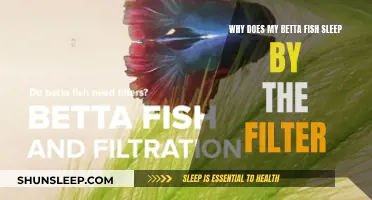 Betta Fish Sleeping by the Filter: Why?
