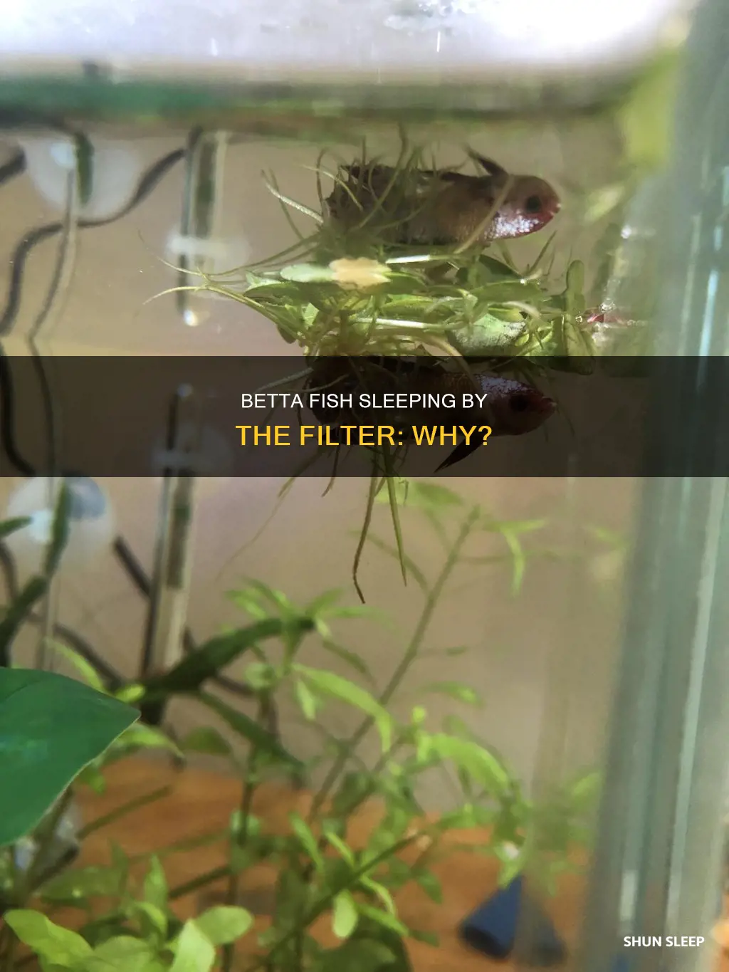 why does my betta fish sleep by the filter