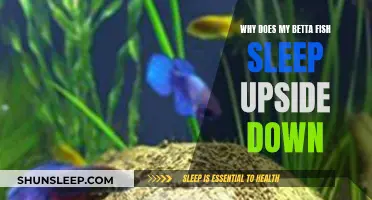 Betta Fish Sleeping Upside Down: What Does It Mean?