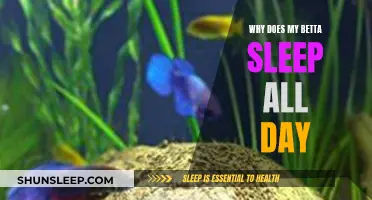 Betta Sleeping Patterns: Understanding Their Daily Slumbers