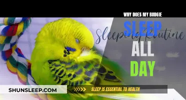 Budgie Sleeping All Day: What Does It Mean?