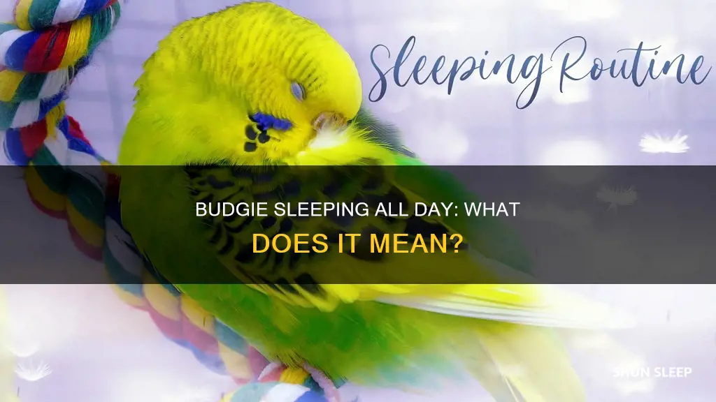 why does my budgie sleep all day