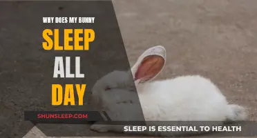 Bunny Napping: Why Do Rabbits Sleep So Much?