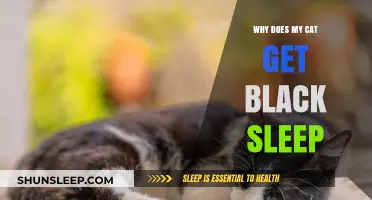 Why Cats Develop Black Sleep: Causes, Concerns, and Care Tips