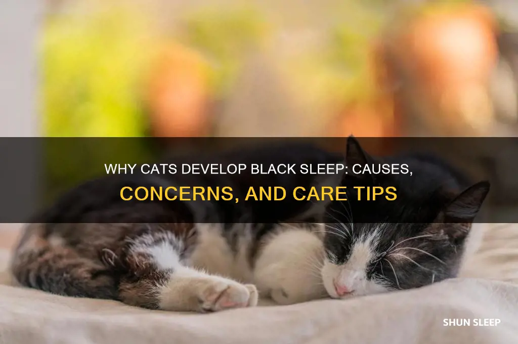 why does my cat get black sleep