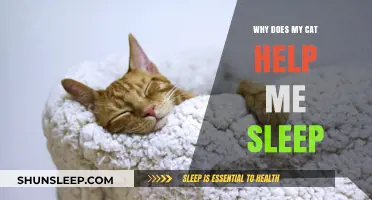 Purring Partners: How Cats Enhance Your Sleep Quality Naturally