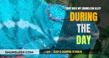 Chameleon's Sleep Patterns: Daytime Dozing Explained