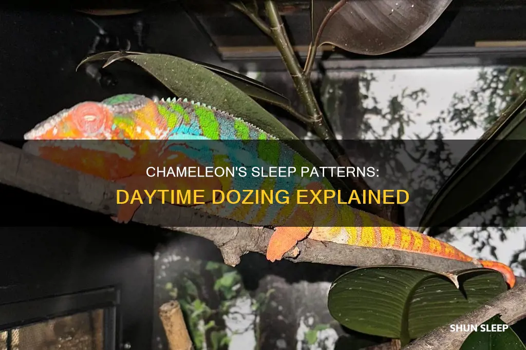 why does my chameleon sleep during the day