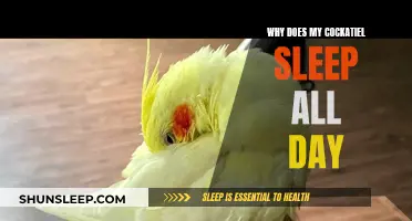 Cockatiel Sleeping Habits: Why Do They Nap All Day?