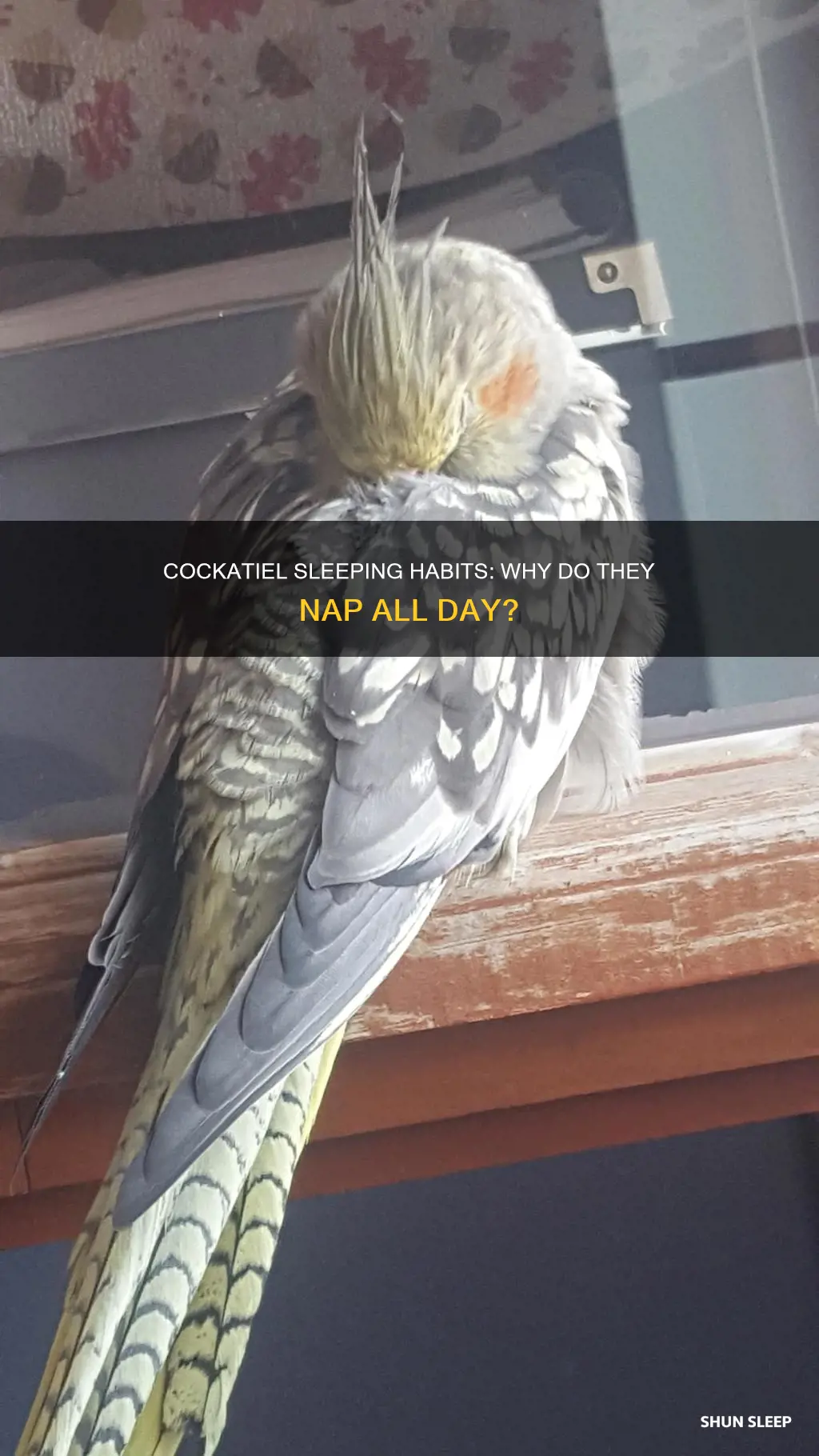 why does my cockatiel sleep all day