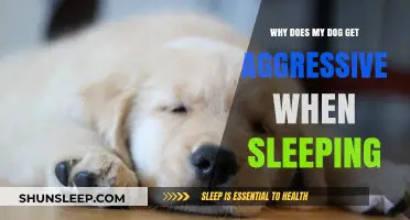 Why Dogs Become Aggressive While Sleeping: Understanding Canine Sleep Behavior