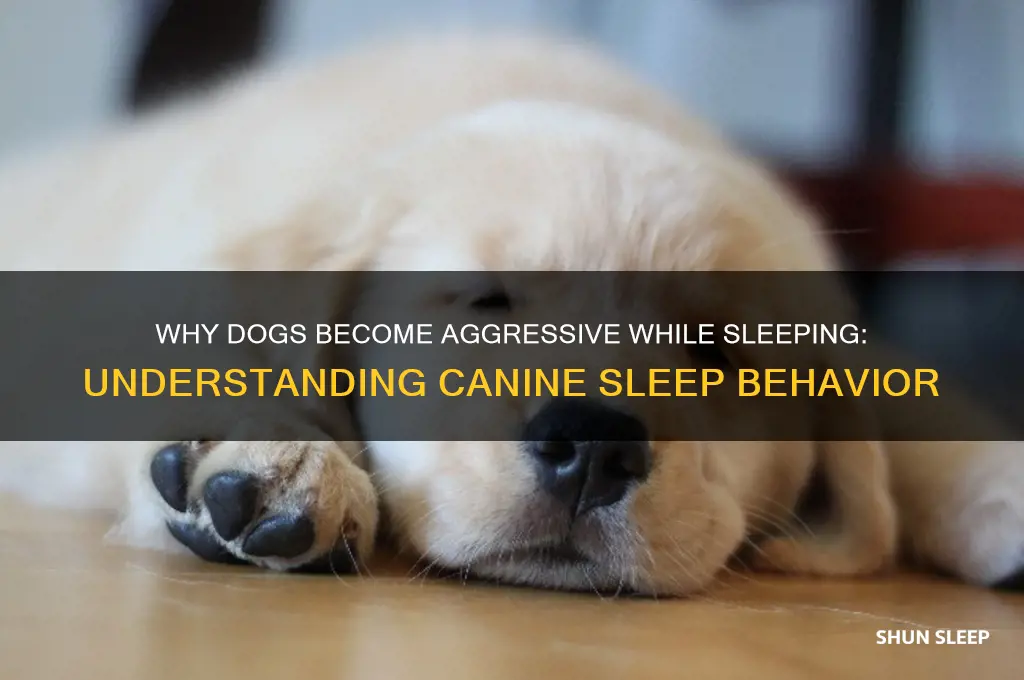 why does my dog get aggressive when sleeping