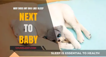 Why Dogs Love Sleeping Near Babies: Uncovering the Heartwarming Bond