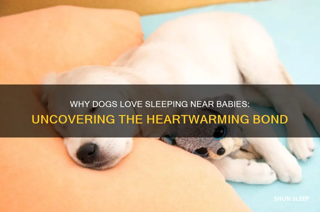 why does my dog like sleep next to baby