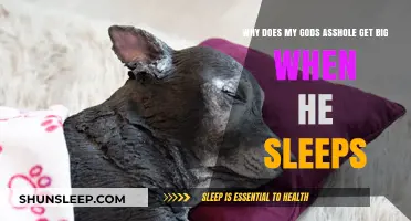 Understanding Your Pet's Sleeping Habits: Why Their Rear End Expands