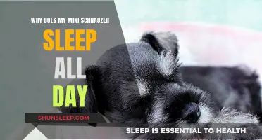 Mini Schnauzer Sleeping Habits: Why So Much?