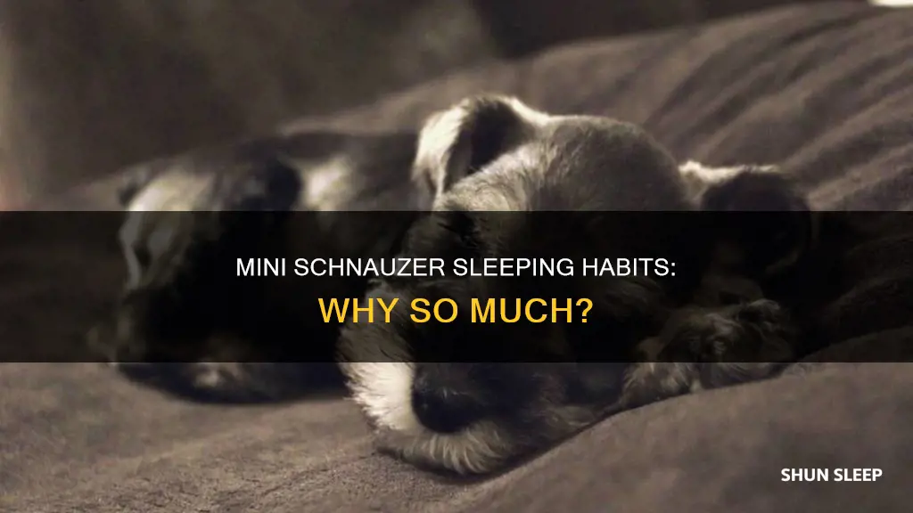 why does my mini schnauzer sleep all day