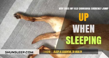 Chihuahuas' Sleep Startle: Why the Jump?