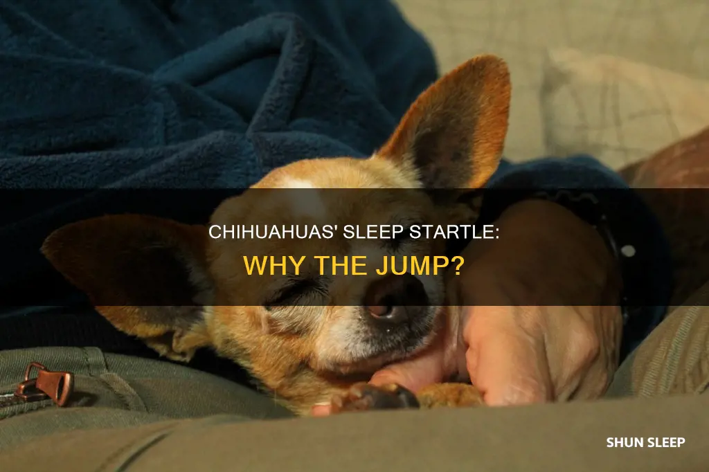 why does my old chihuahua suddenly jump up when sleeping