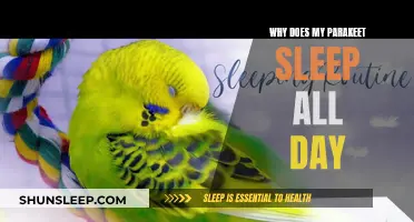 Parakeets Sleeping All Day: What Owners Need to Know