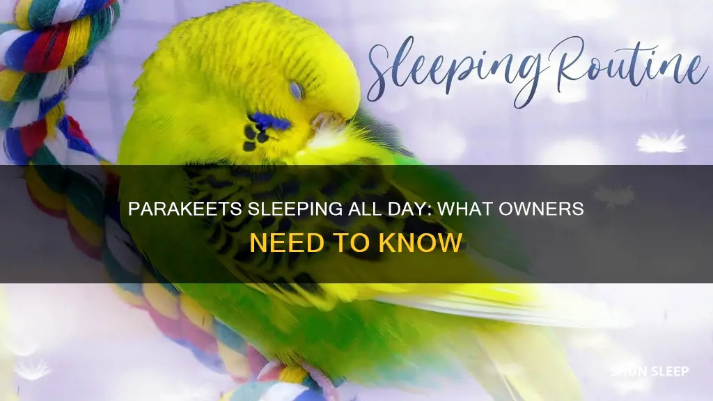 why does my parakeet sleep all day