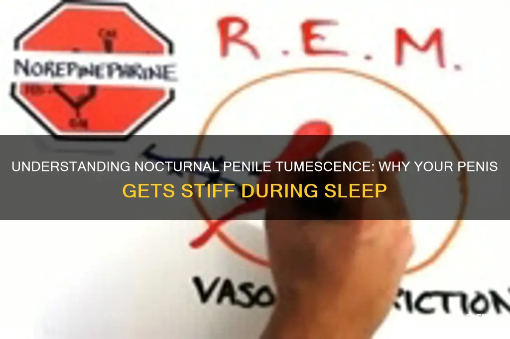 why does my penis get stiff during sleep