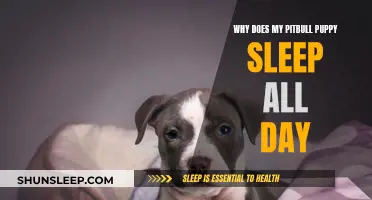 Pitbull Puppy Napping: Why So Much Sleep?