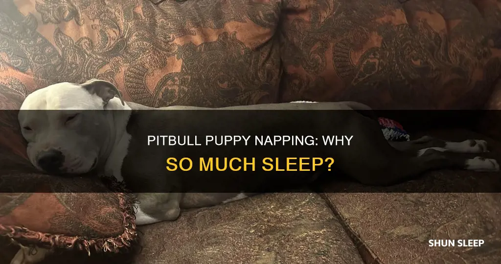 why does my pitbull puppy sleep all day