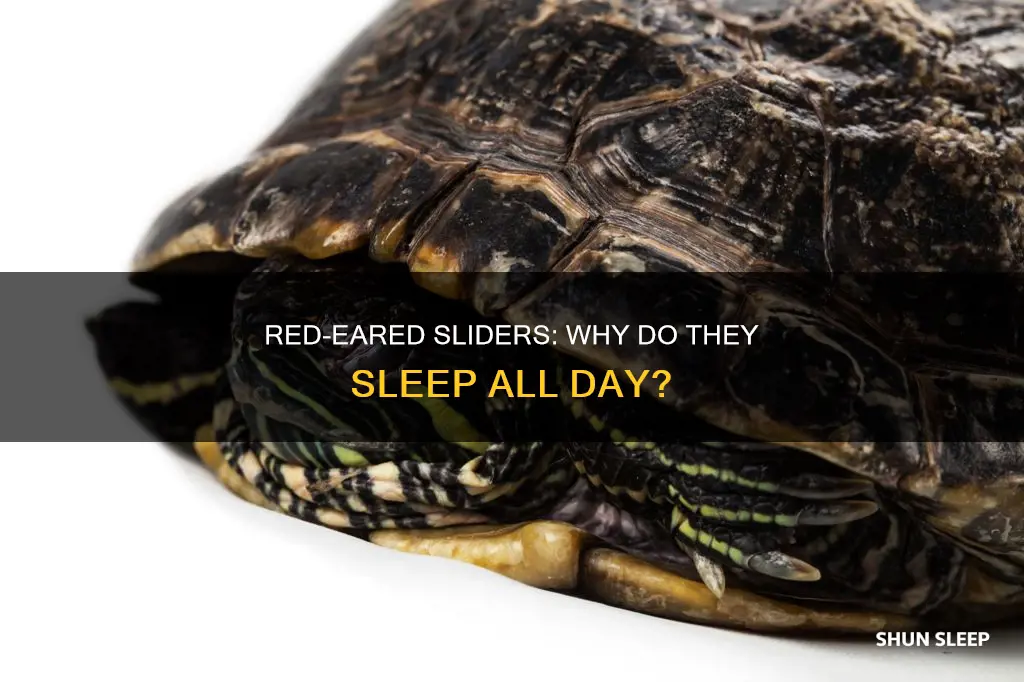 why does my red eared slider turtle sleep all day