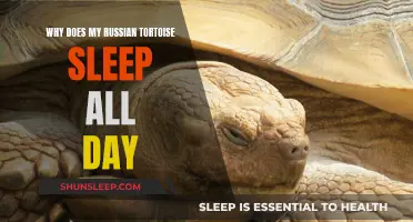 Russian Tortoise Sleeping Habits: Reasons Behind Their Daytime Slumber