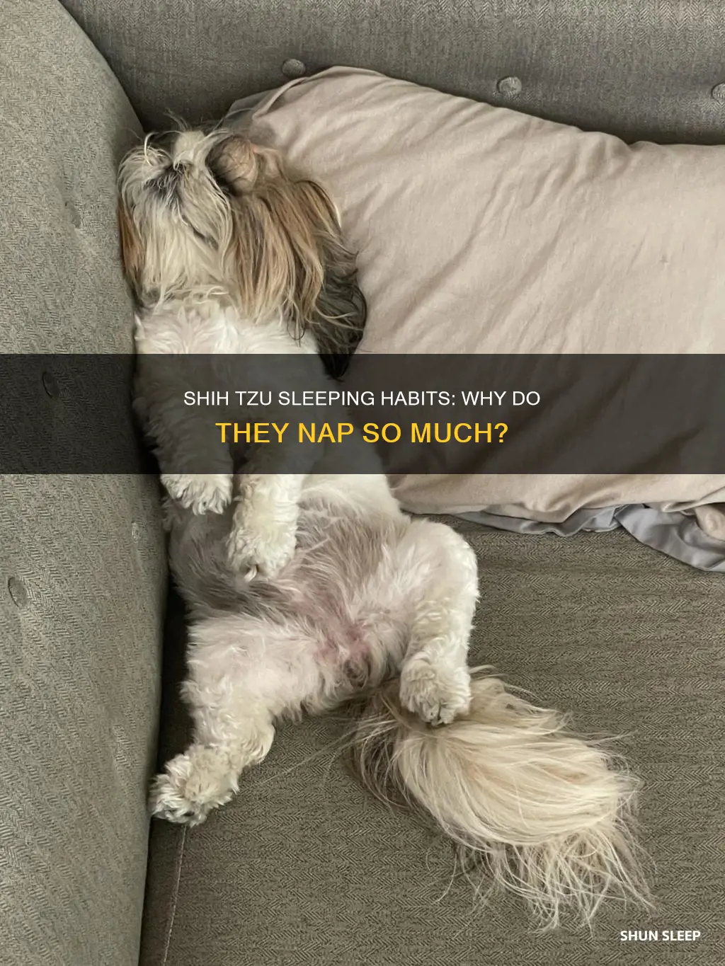 why does my shih tzu sleep all day