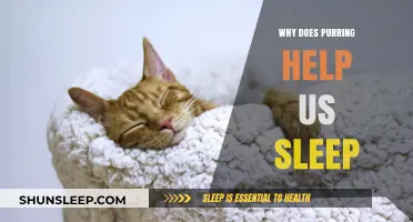 Purring's Soothing Power: How Cat Vibrations Enhance Sleep Quality