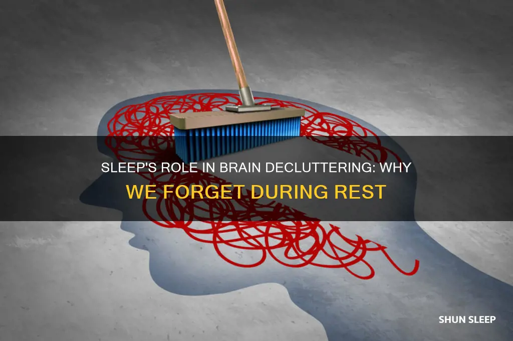 why does the brain get rid of information during sleep