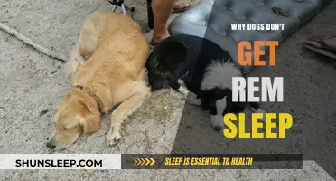 Unraveling the Mystery: Why Dogs Skip REM Sleep
