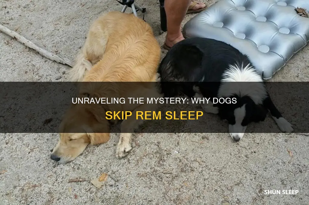 why dogs don
