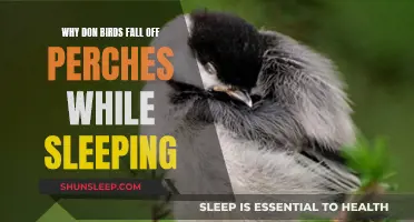 How Birds Sleep Without Falling Off Their Perches