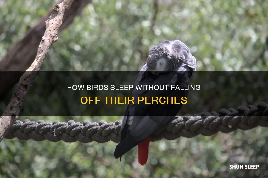 why don birds fall off perches while sleeping