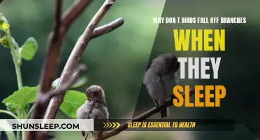 How Birds Sleep Without Falling Off Branches