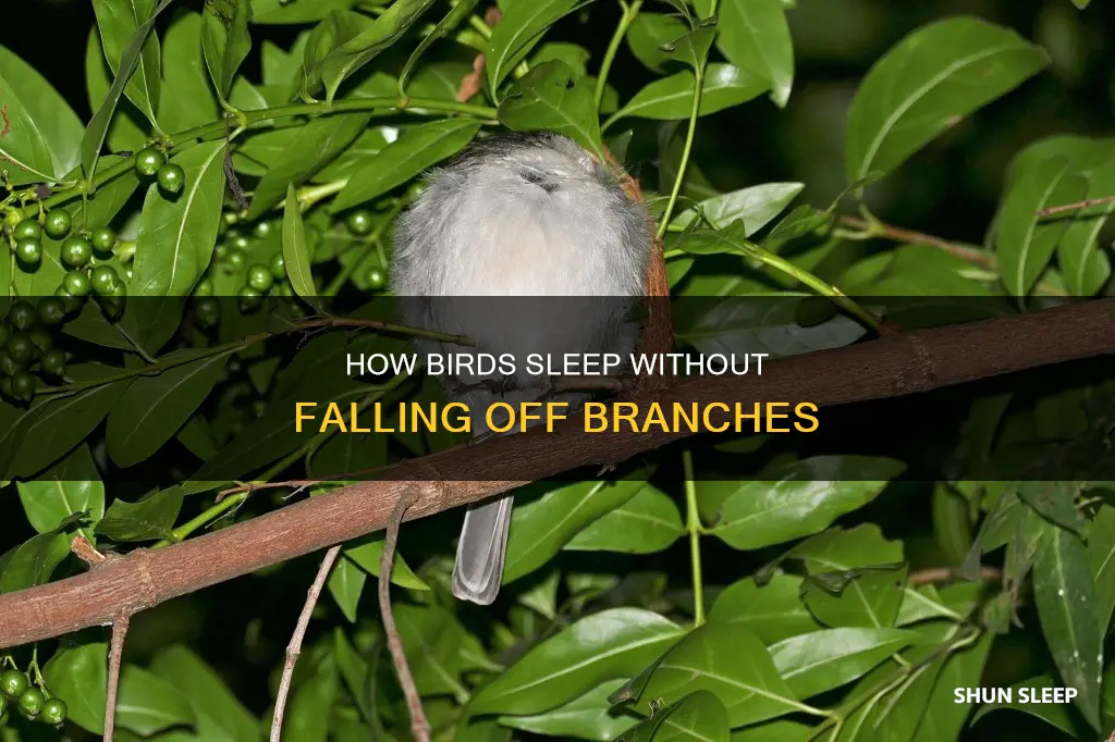 why don t birds fall off branches when they sleep