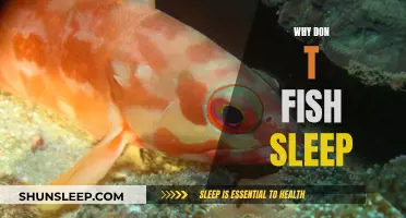 Fish and Sleep: An Aquatic Mystery Unveiled