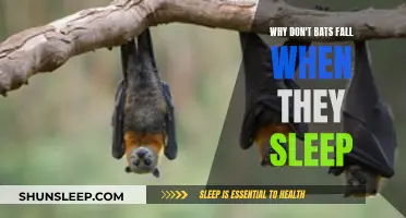 How Bats Avoid Falling While Asleep