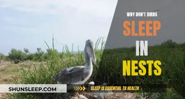 Birds' Sleeping Habits: Nests Free for a Good Night's Sleep