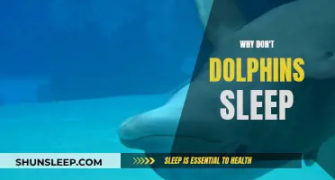 The Mystery of Dolphins: Sleeplessness and Their Unique Biology