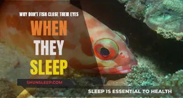 Fish Sleep With Eyes Open: Why?