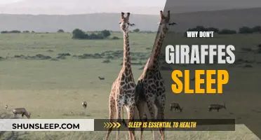 Giraffes' Unique Sleep Patterns: Always Alert, Never Fully Asleep