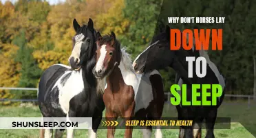 Horses Don't Lie Down: Their Uncommon Sleep Patterns Explained