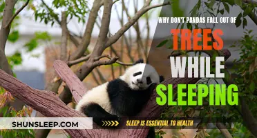 Pandas' Secret to Sleeping Peacefully in Trees