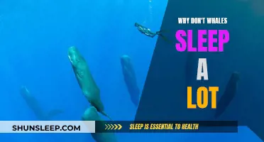 Whale Sleep Patterns: Why So Little Sleep?